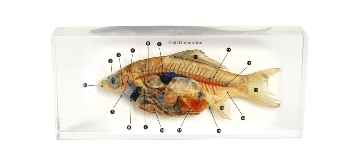 1572921 10.75 X 5.75 X 3 In. Dissection Specimen Block Fish