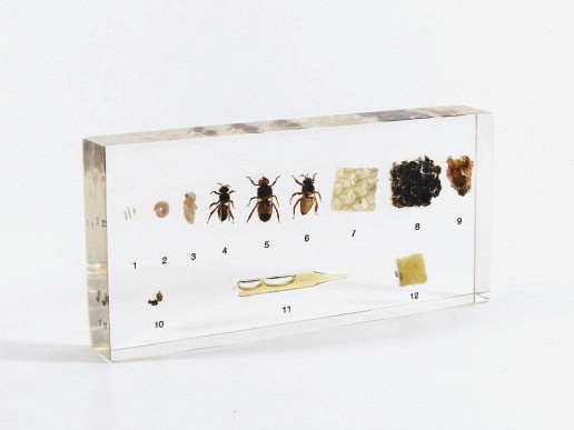 1360407 Honeybee Life Cycle Block