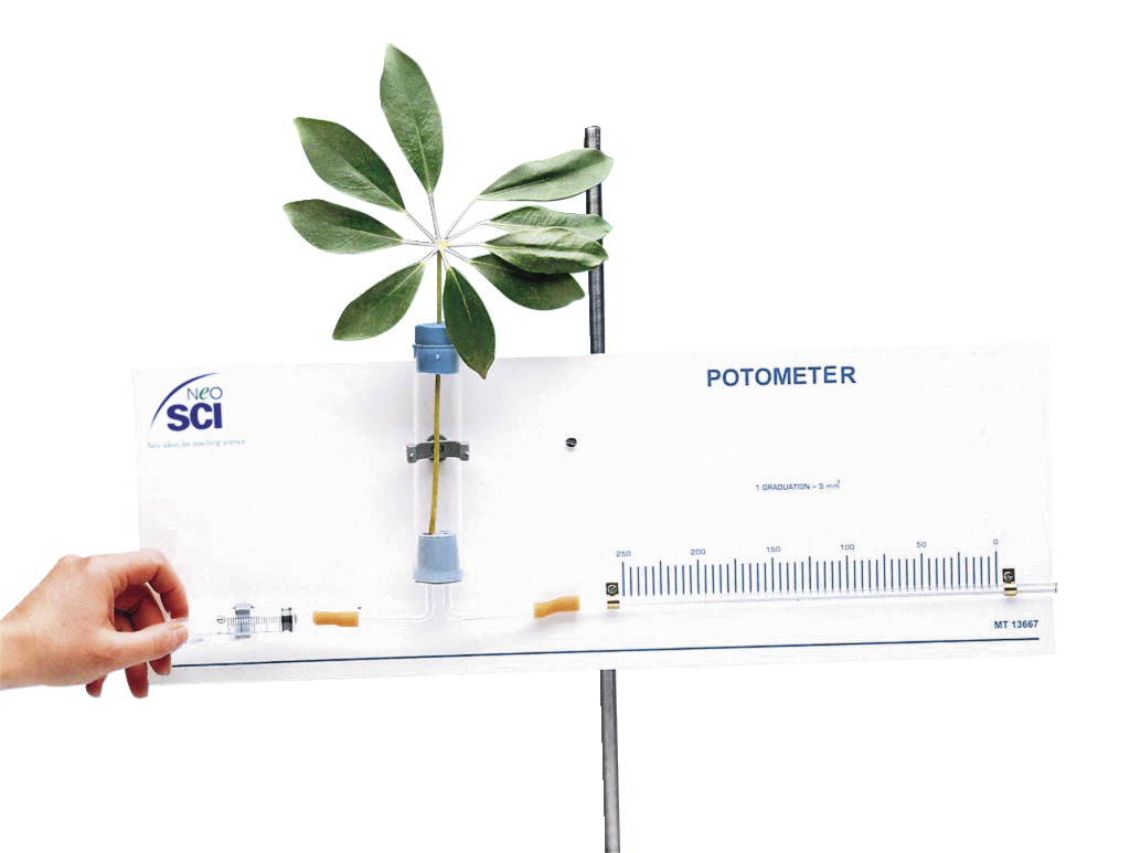 30-1085 Potometer Model With Guide