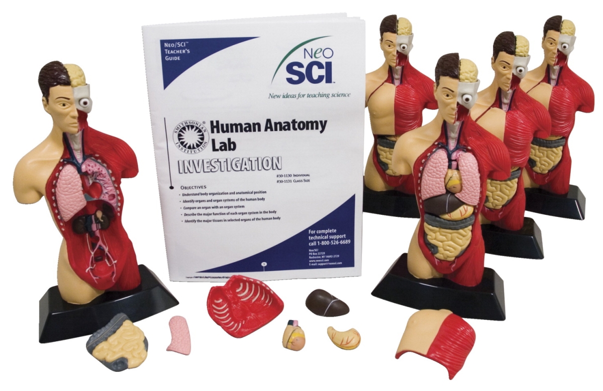 30-1131 8.25 X 12.5 X 1.25 In. Human Anatomy Activity Model Book - Pack Of 6