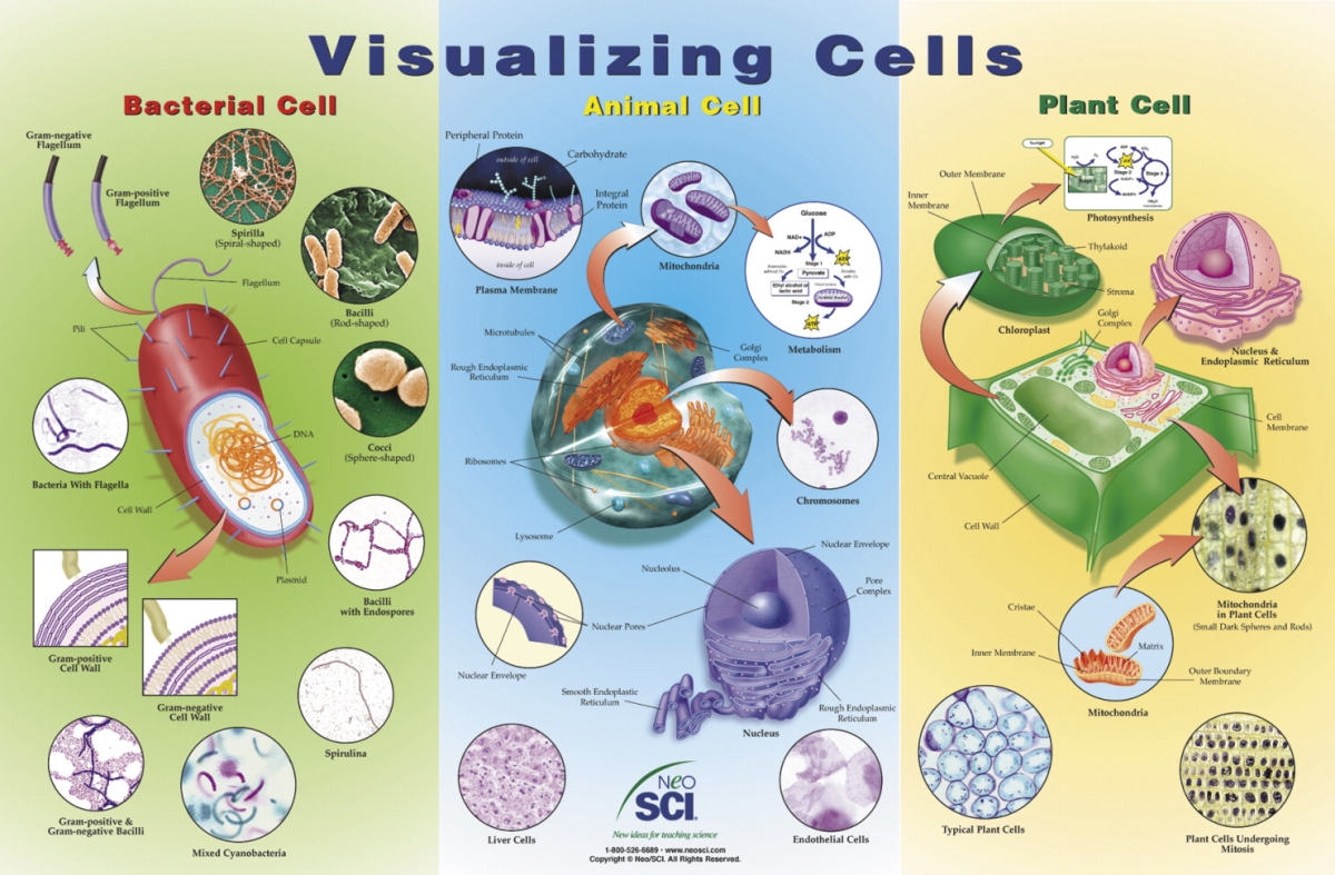 35-1011 35 X 23 In. Visualizing Cells Laminated Poster