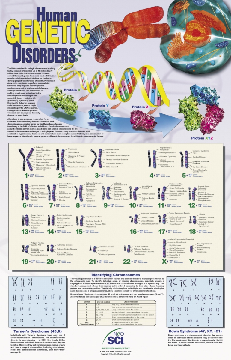 35-1016 23 X 35 In. Human Genetic Disorders Laminated Poster