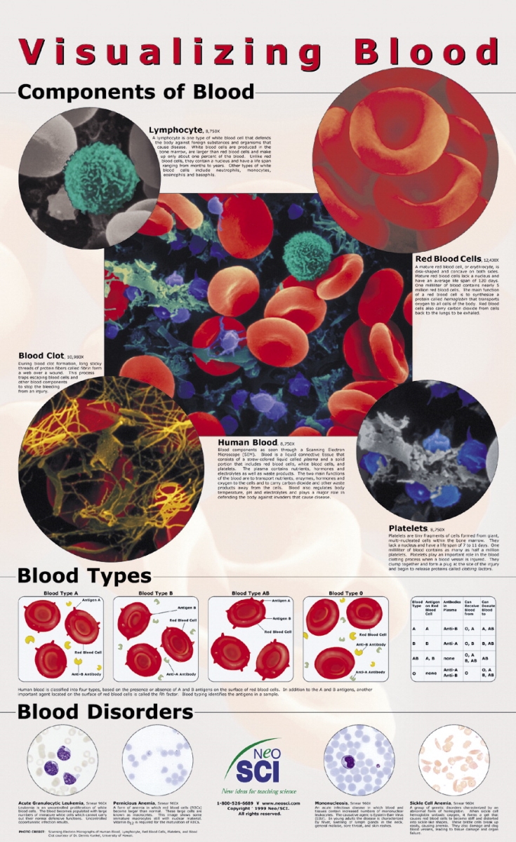 35-1021 23 X 35 In. Visualizing Blood Laminated Poster