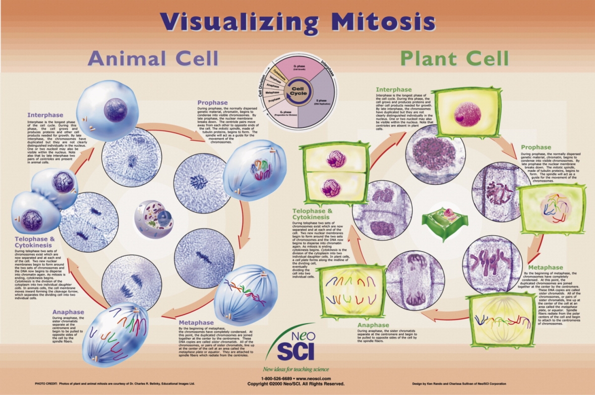 35-1026 35 X 23 In. Visualizing Mitosis Laminated Poster