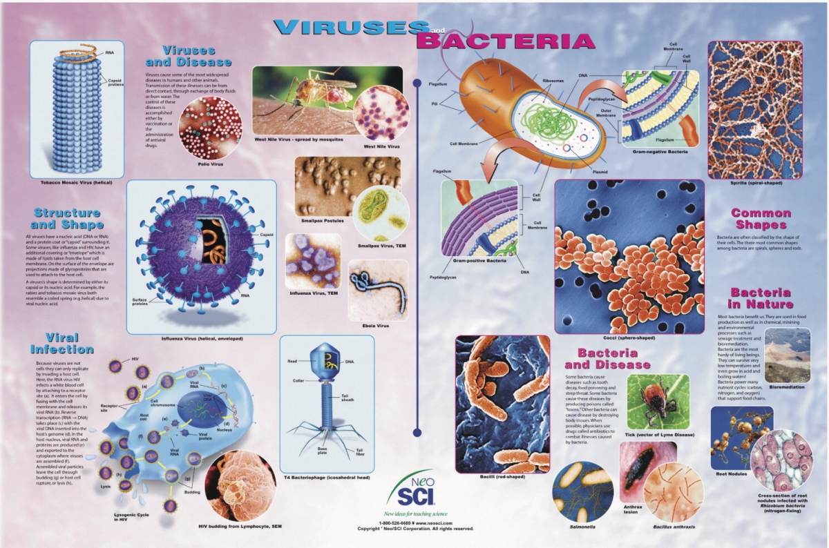 35-1051 35 X 23 In. Viruses & Bacteria Laminated Poster