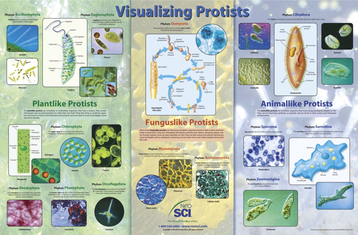 35-1071 23 X 35 In. Visualizing Protists Laminated Poster