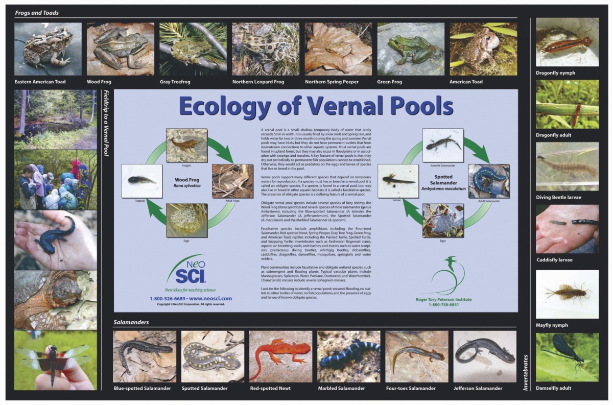35-1081 23 X 35 In. Ecology Of Vernal Pools Laminated Poster