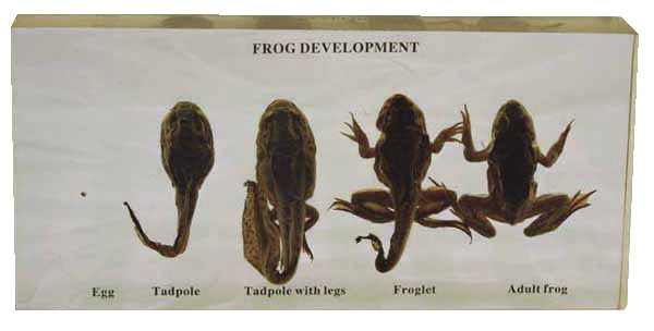 061-1955 Delta Education Frog Life History Specimen Block
