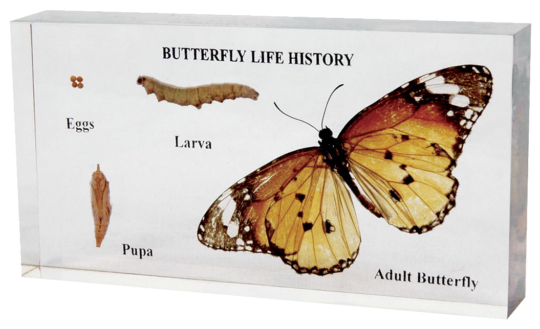 025-9194 Delta Education Butterfly Life Cycle Specimen Model