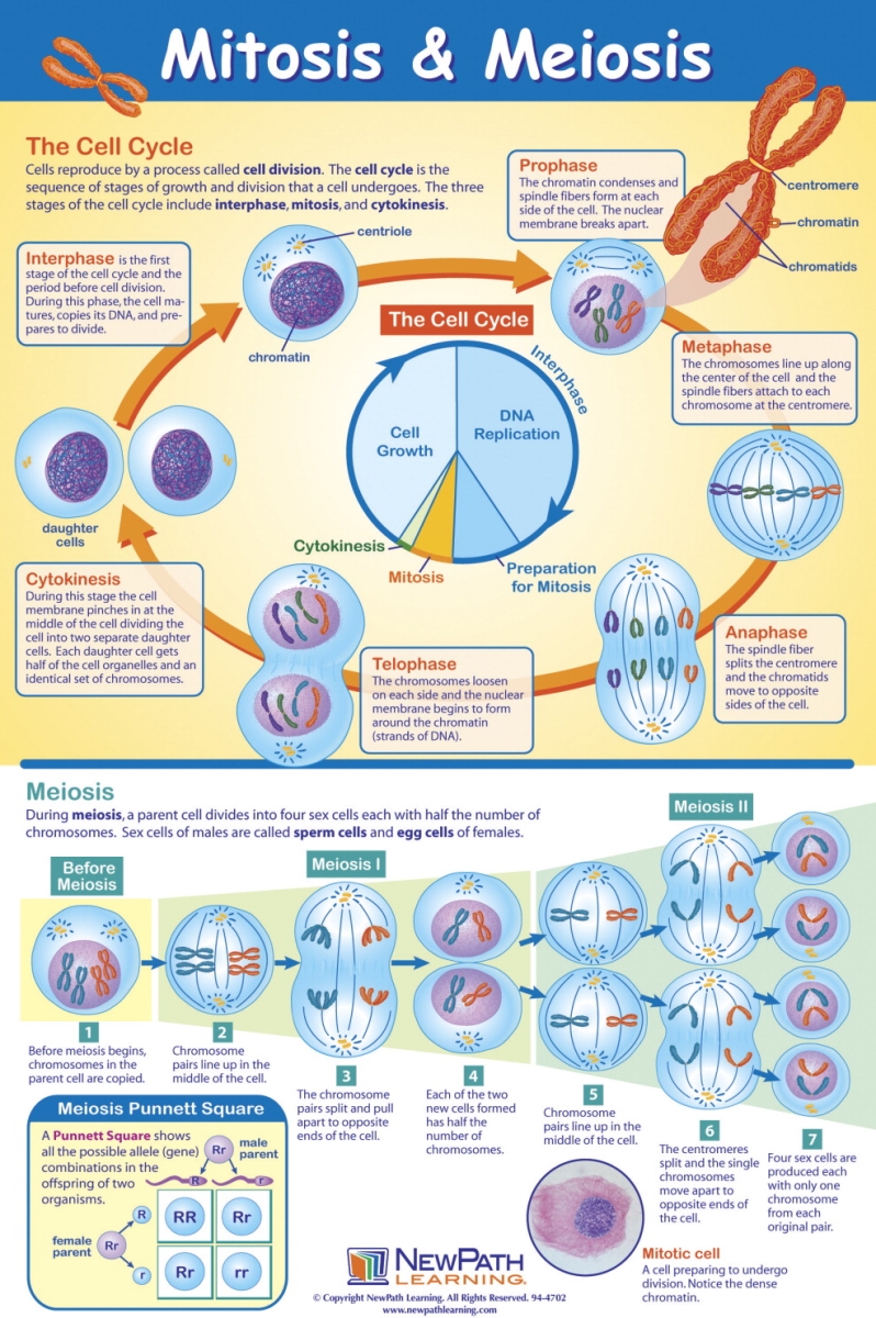 1413695 23 X 35 In. Mitosis & Meiosis Laminated Learning Poster