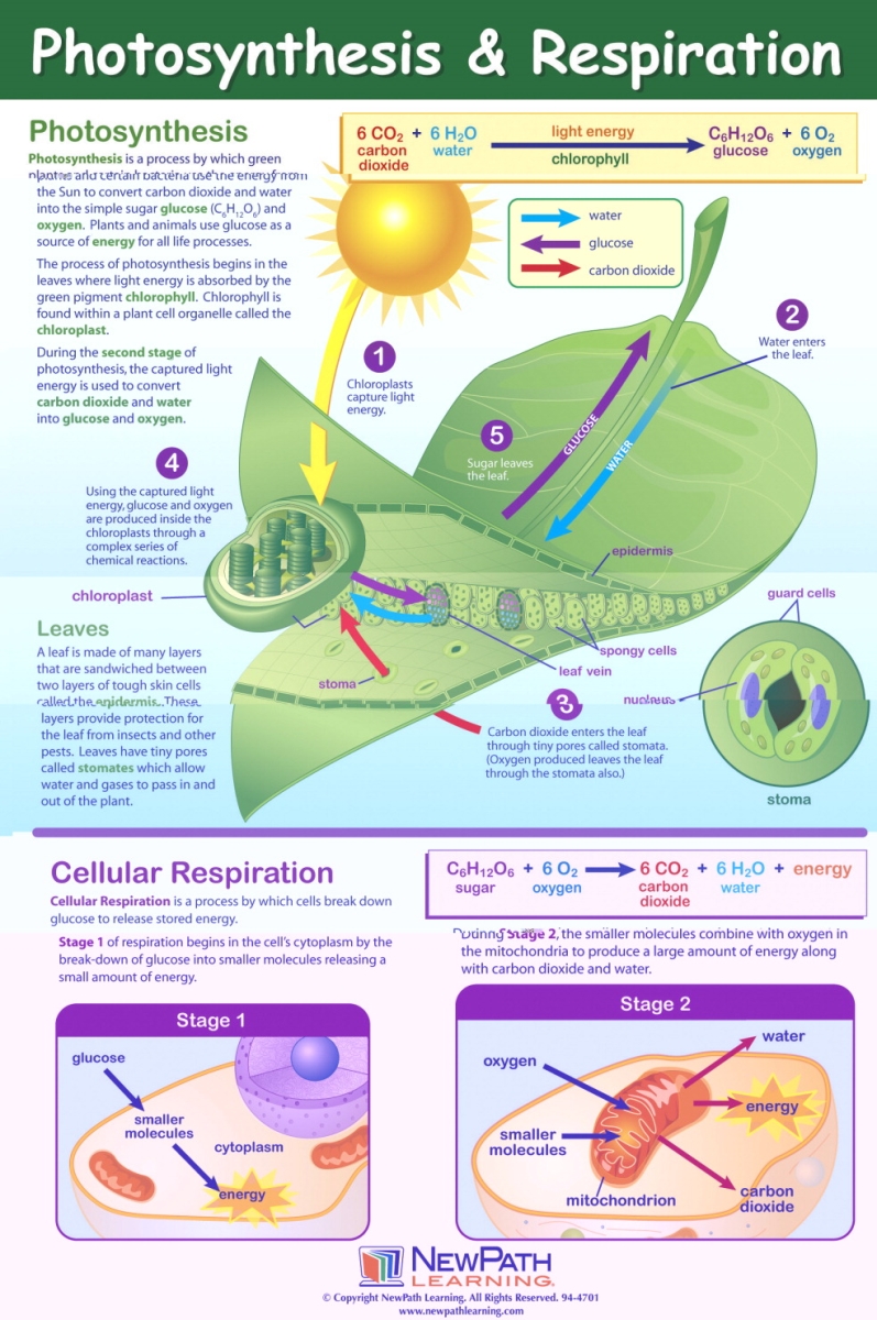 1413701 Photosynthesis & Respiration Poster