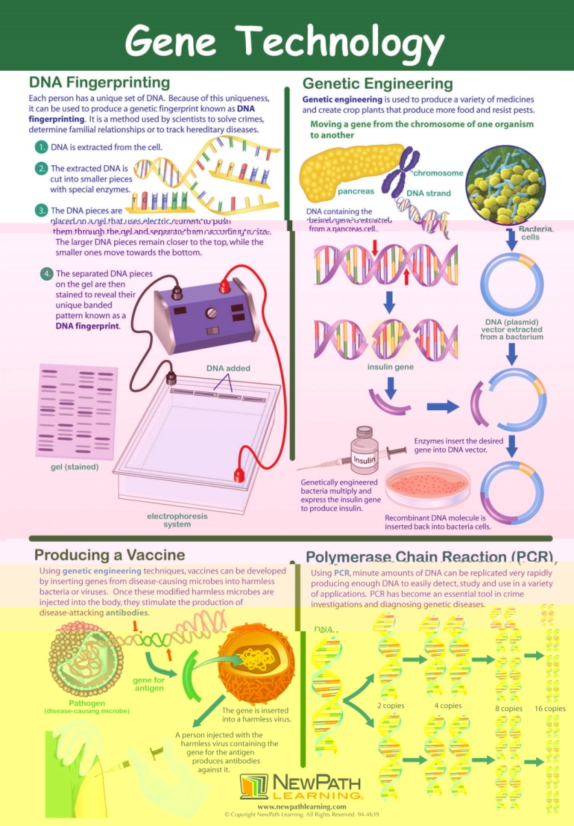 1413691 23 X 35 In. Gene Technology Laminated Learning Poster