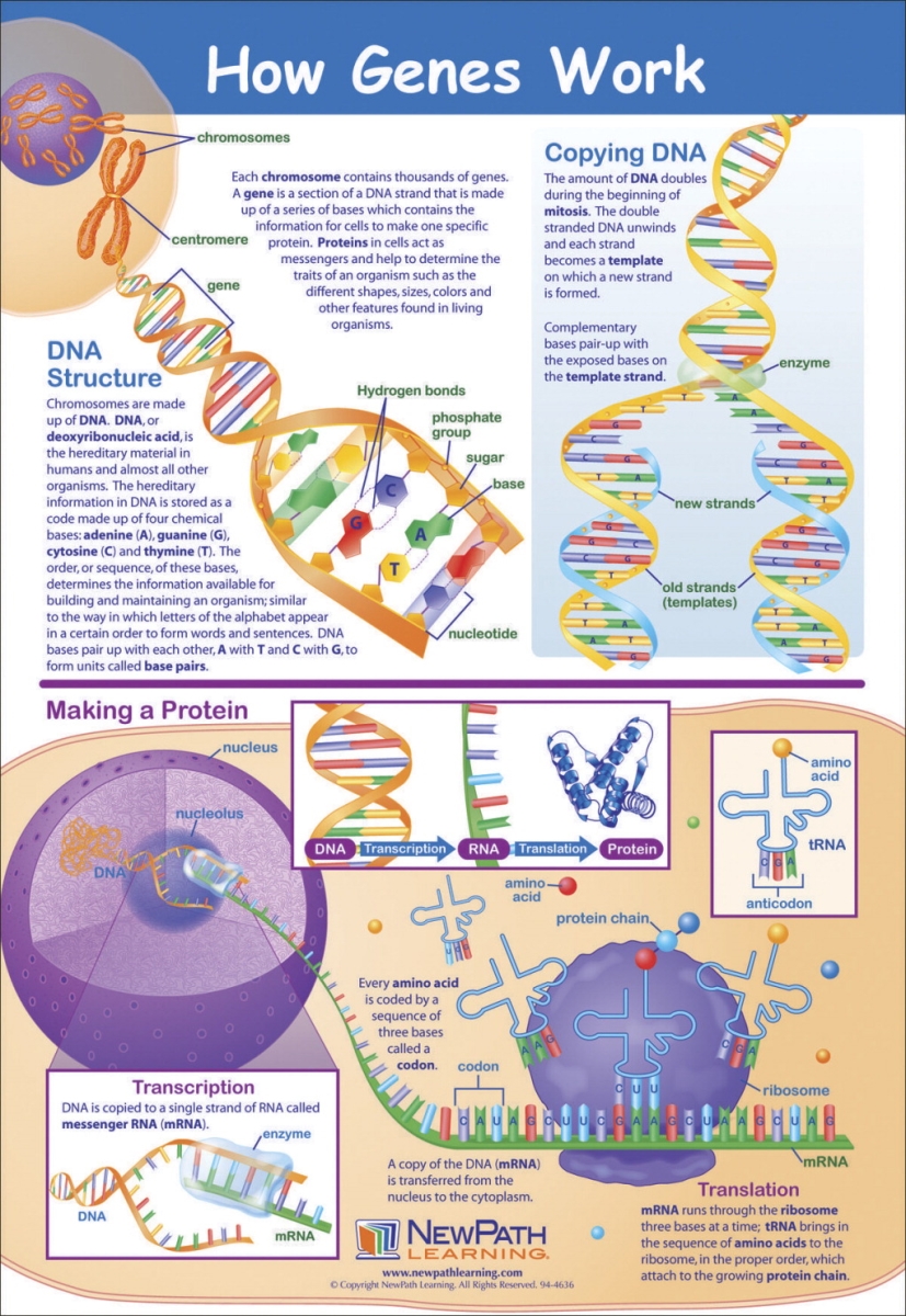1413693 23 X 35 In. How Genes Work Laminated Poster