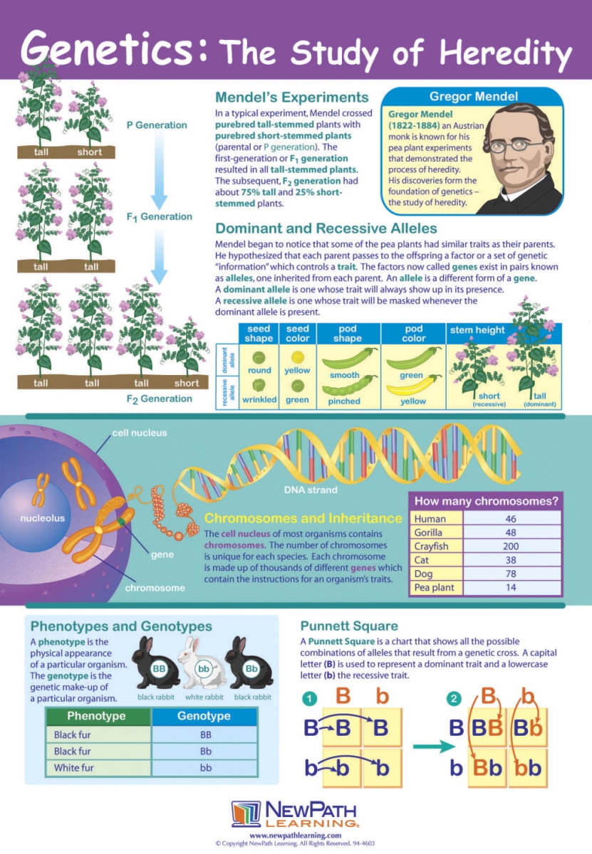 1413696 23 X 35 In. Genetics The Study Of Heredity Laminated Learning Poster