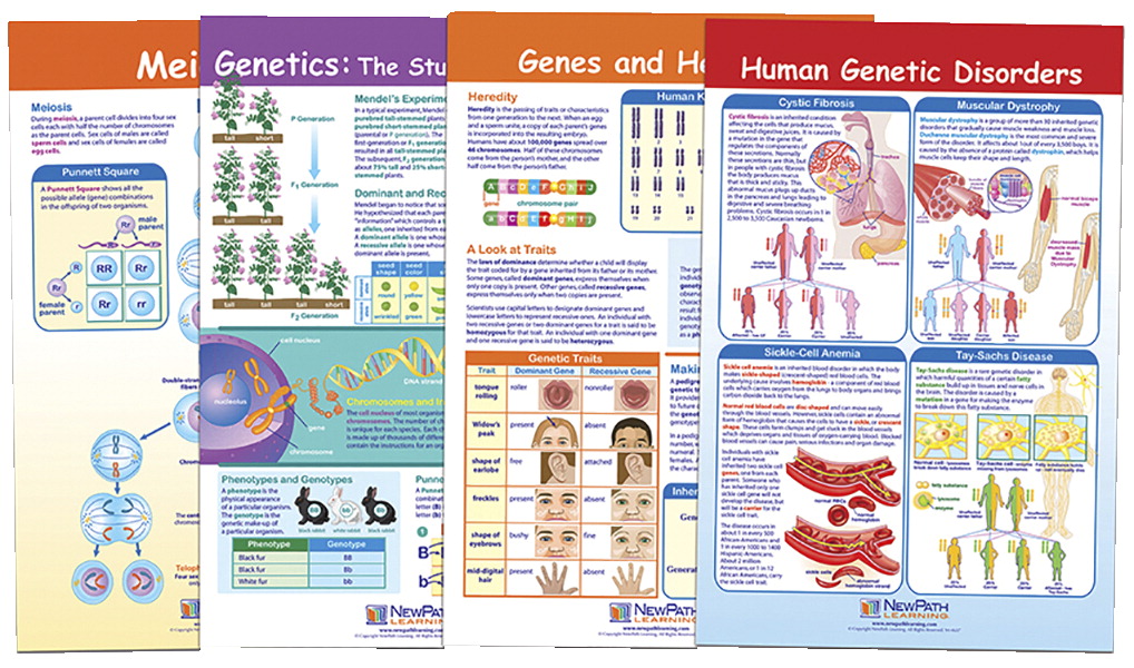 1567130 Bulletin Board Chart - Genetics & Heredity - Set Of 4 - Grade 5-8