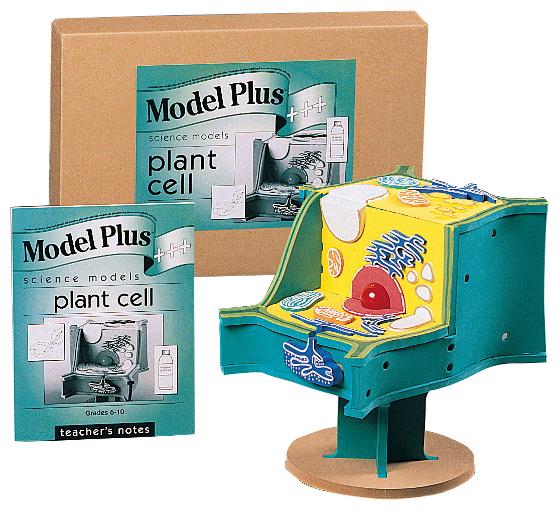 573124 Foam The Plant Cell Model