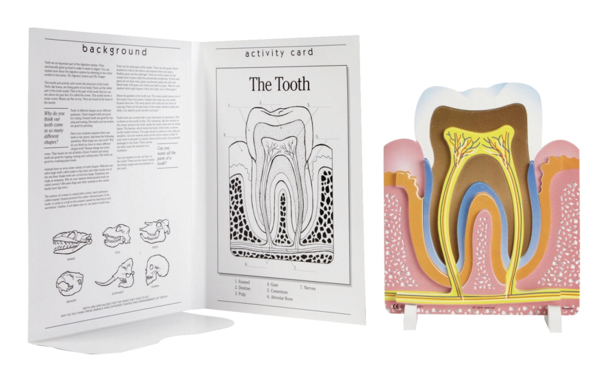 574244 Tooth Puzzle With Book
