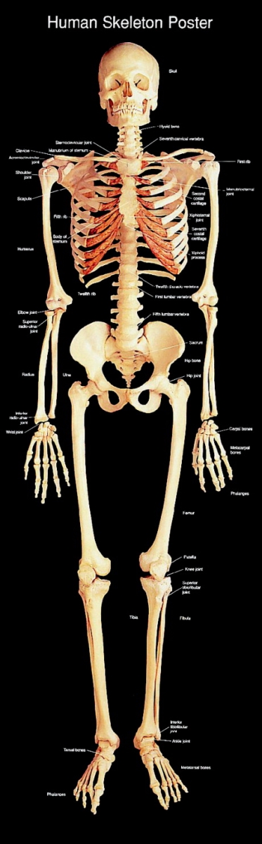 160-6945 60 X 18 In. Human Skeleton Poster