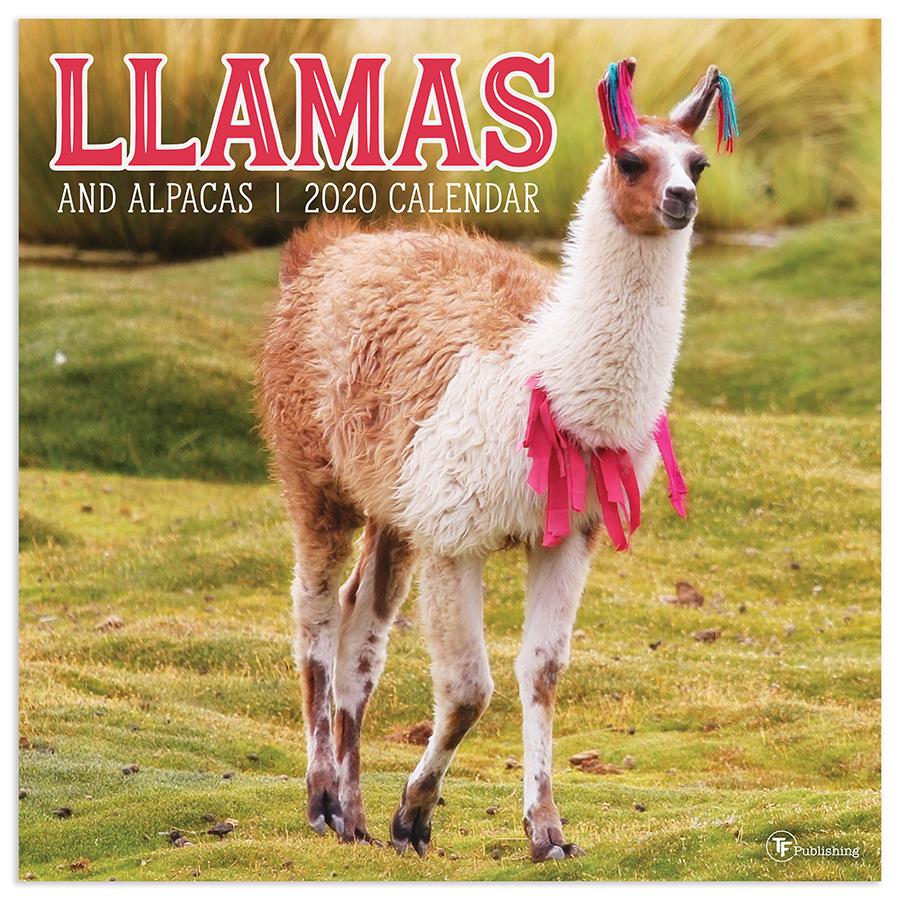 20-1042 12 X 12 In. 2020 Llamas Wall Calendar