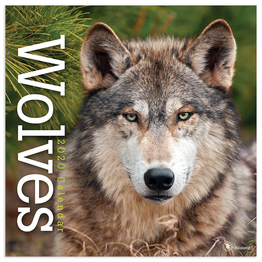 20-1012 12 X 12 In. 2020 Wolves Wall Calendar