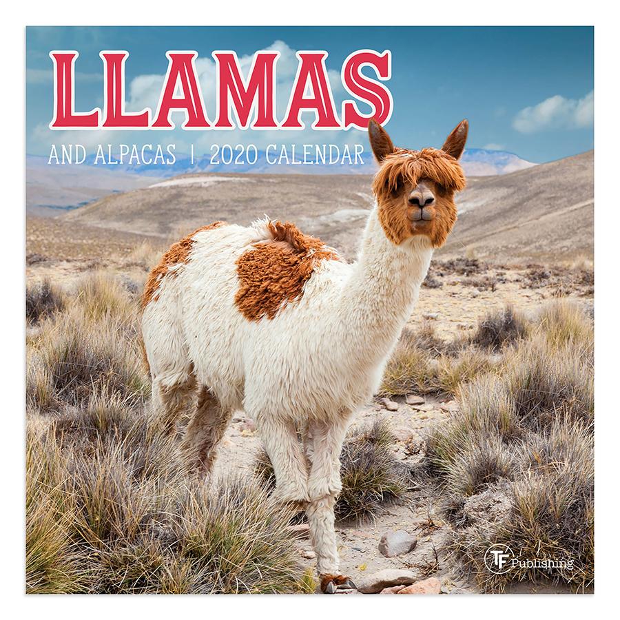 20-2067 7 X 7 In. 2020 Llamas Mini Calendar