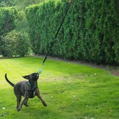 Tugger Outdoor Hanging Bungee Dog Toy Small