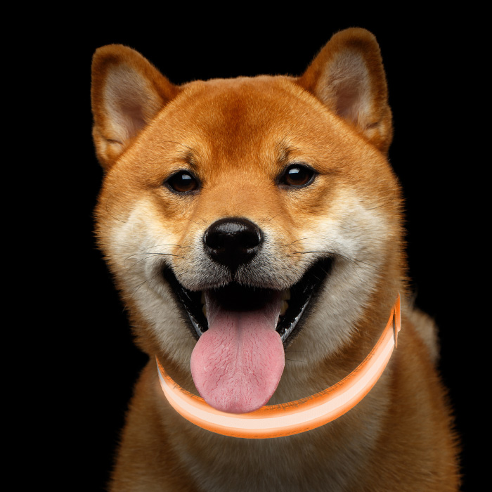 Petmaker 80-pet6127mo Led Medium Dog Collar - Orange