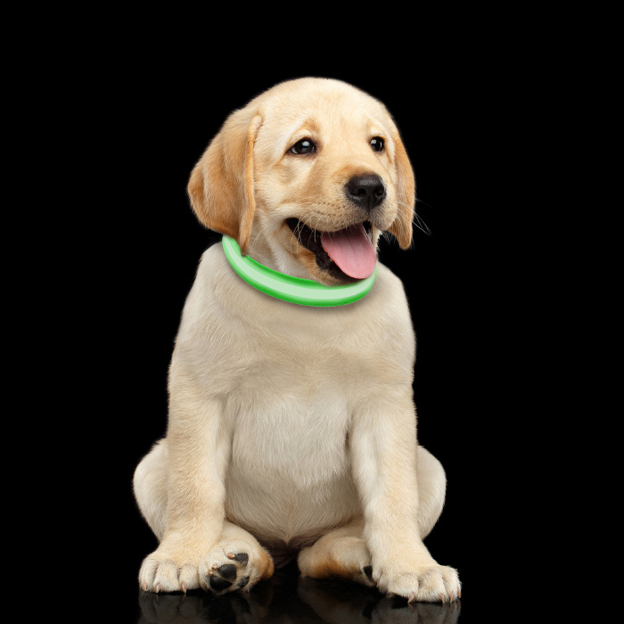 Petmaker 80-pet6127sg Led Small Dog Collar - Green