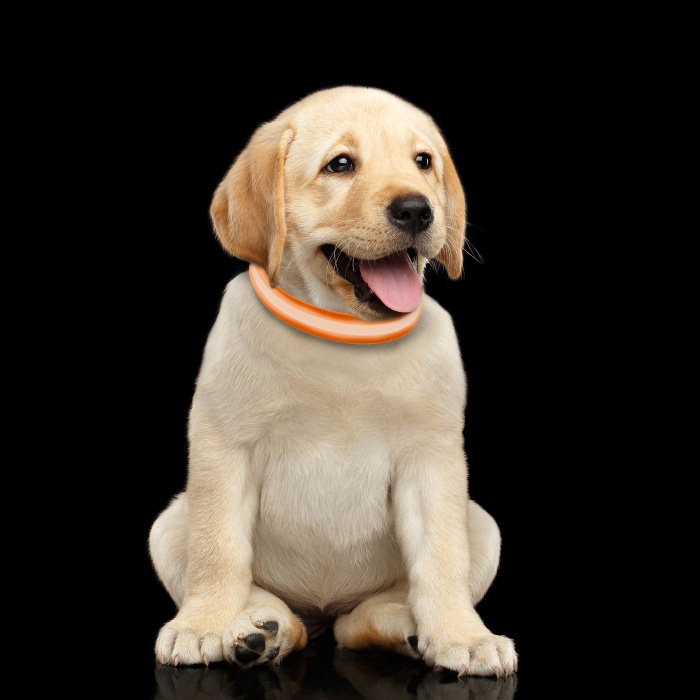 Petmaker 80-pet6127so Led Small Dog Collar - Orange