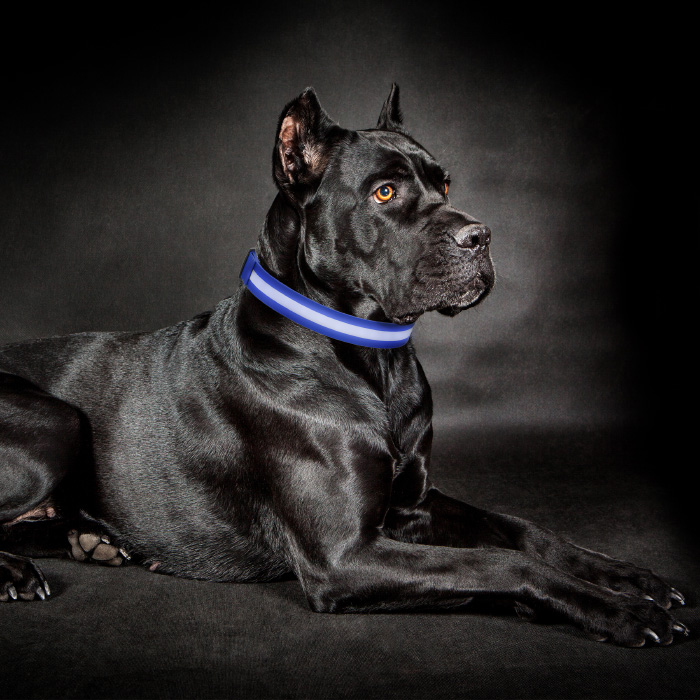 Petmaker 80-pet6127xlb Led Extra Large Dog Collar - Blue