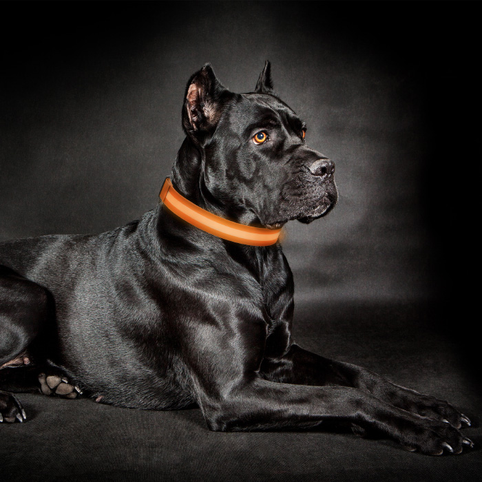 Petmaker 80-pet6127xlo Led Extra Large Dog Collar - Orange