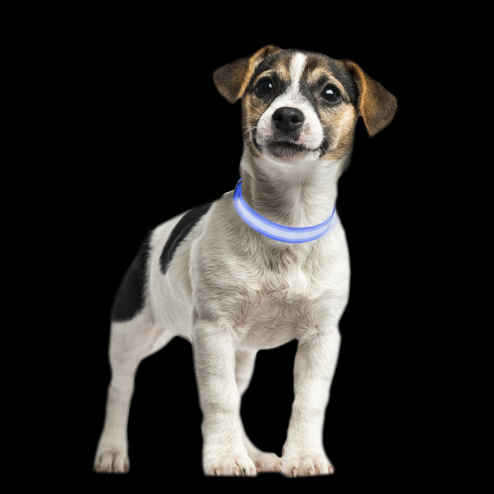Petmaker 80-pet6127xsb Led Extra Small Dog Collar - Blue