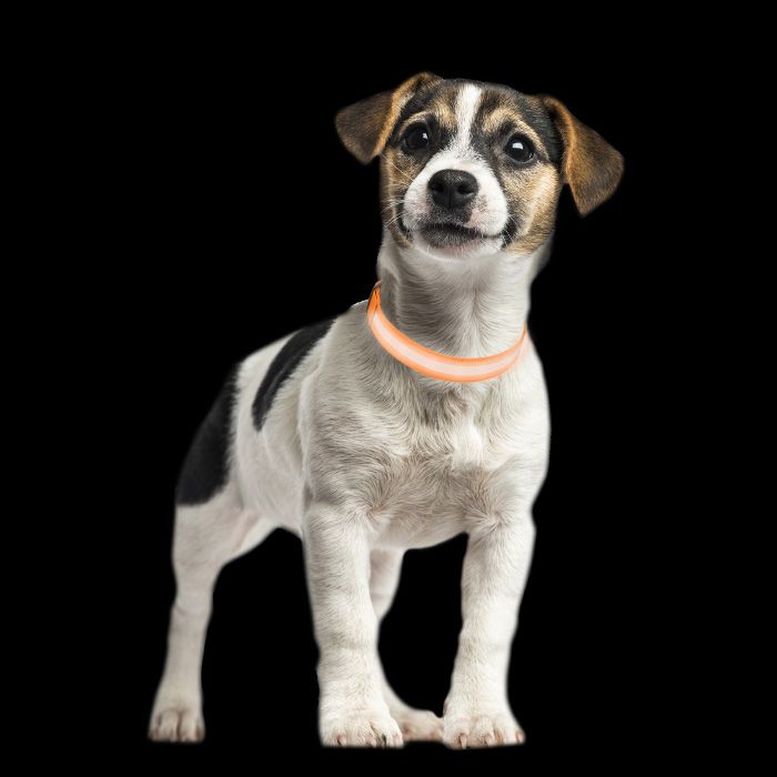 Petmaker 80-pet6127xso Led Extra Small Dog Collar - Orange