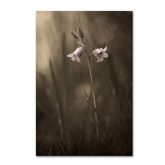 Trademark 1x00024-c1624gg 16 X 24 In. A Small Flower On The Ground Canvas Art - Allan Wallberg