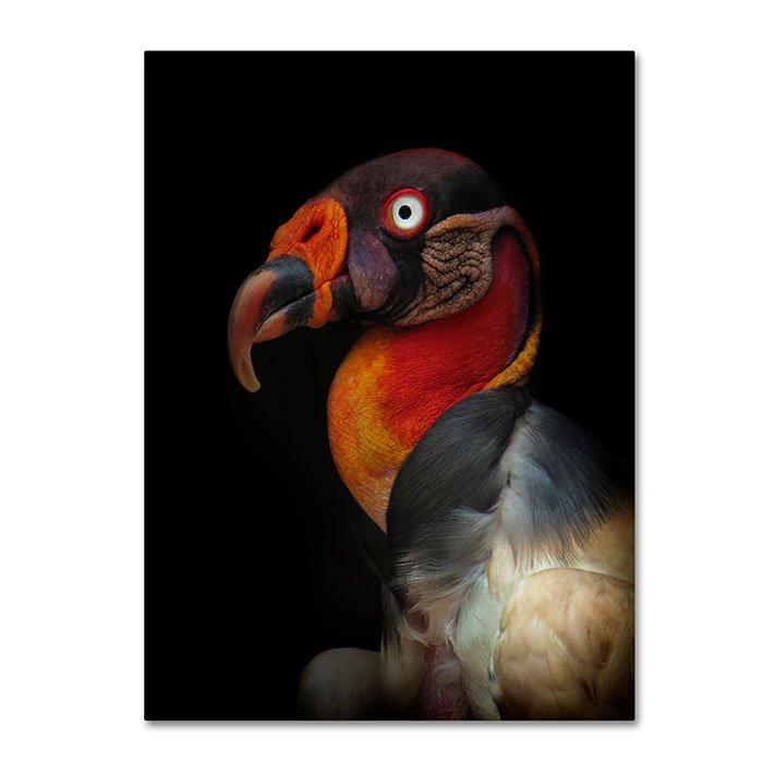 Trademark 1x00037-c1824gg 18 X 24 In. King Vulture Canvas Art - Ferdinando Valverde