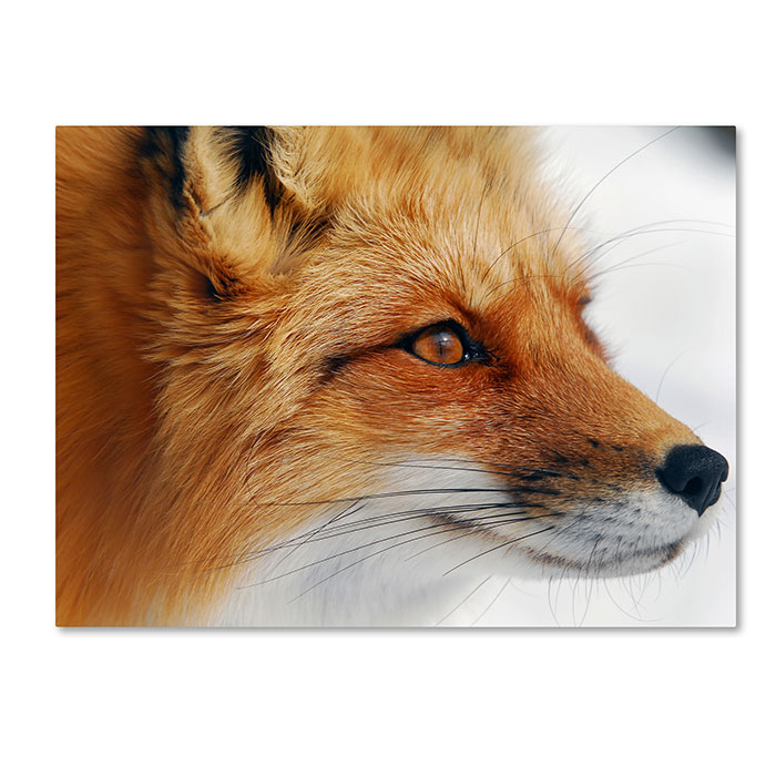 Trademark 1x00123-c1419gg 14 X 19 In. Red Fox Canvas Art - Alain Turgeon