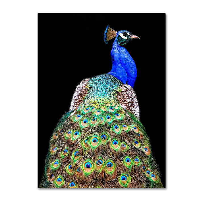 Trademark 1x00961-c1419gg 14 X 19 In. Peacock Canvas Art - Danny Mendoza