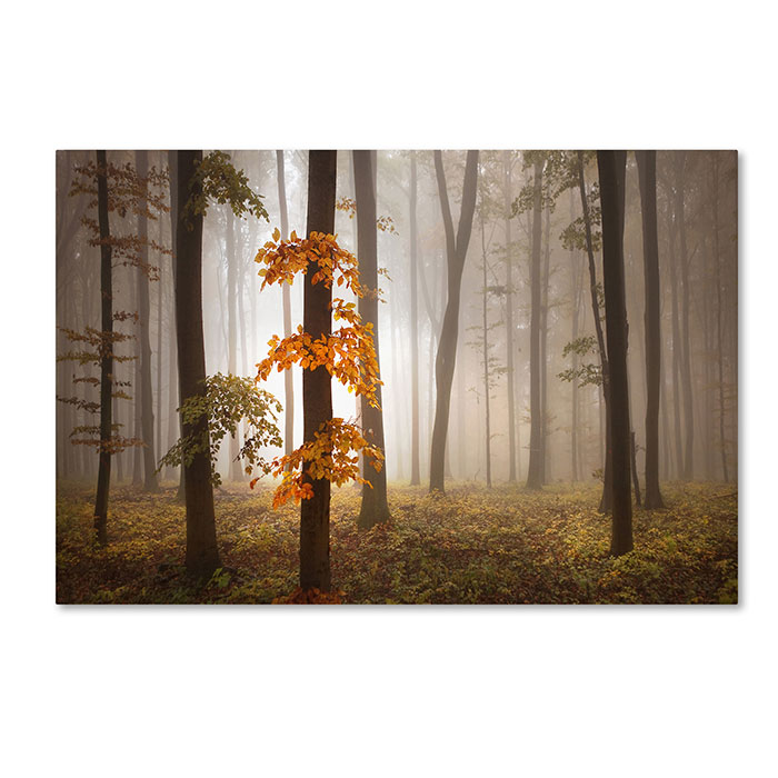 Trademark 1x00235-c1624gg 16 X 24 In. In November Light Canvas Art - Franz Schumacher