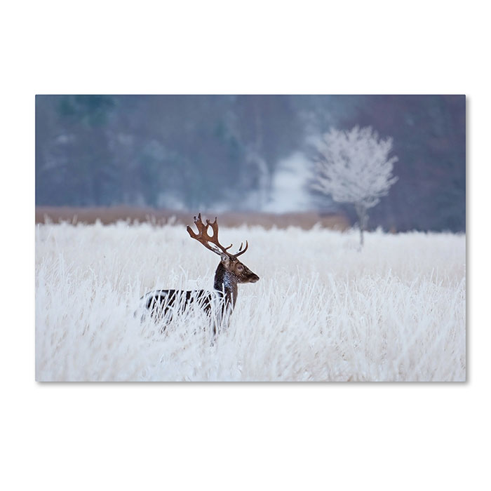 Trademark 1x00305-c1219gg 12 X 19 In. Fallow Deer In The Frozen Winter Landscape Canvas Art - Allan Wallberg