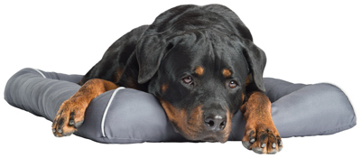 216074 Pet Therapeutics Theracool Gel Pet Bed, Medium