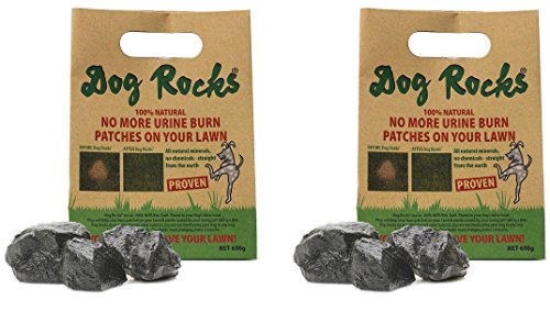 260988 600 G Dog Rocks