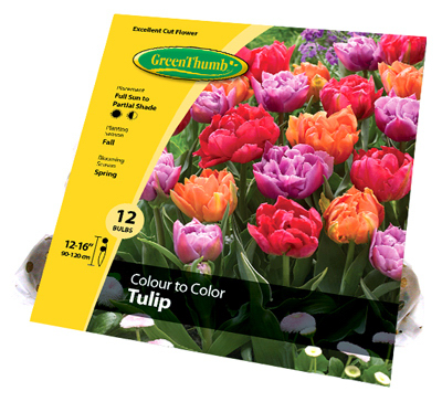 254253 Green Thumb Color Tulip Bulb, 12 Count