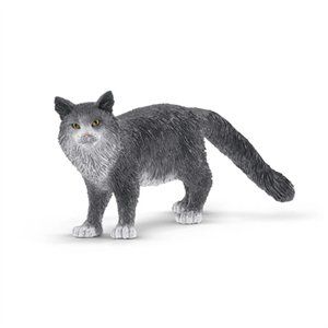 255186 Maine Coon Cat, Gray