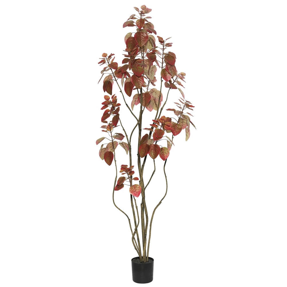 5 Ft. Rogot Rurple Tree With Pot - Red