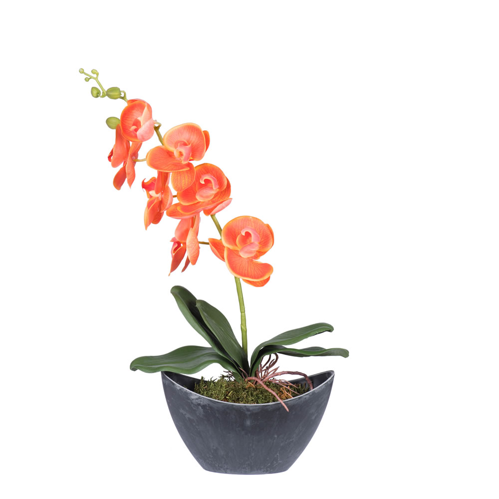 20.5 In. Orange Orchid In Container
