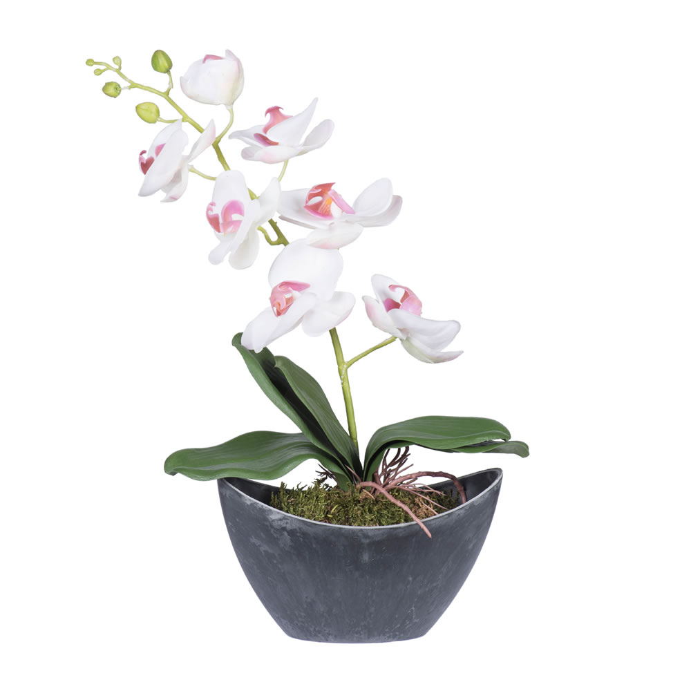 21 In. White Orchid In Container