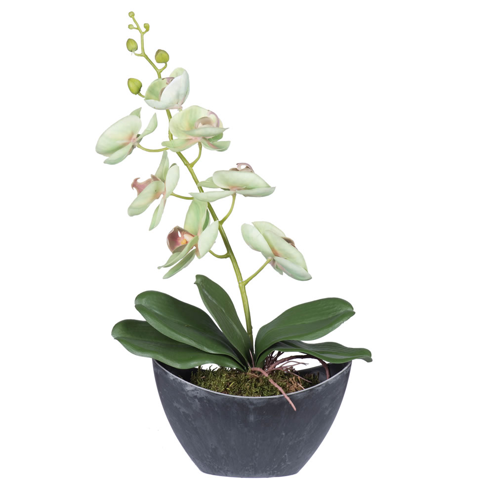 20.5 In. Green Orchid In Container