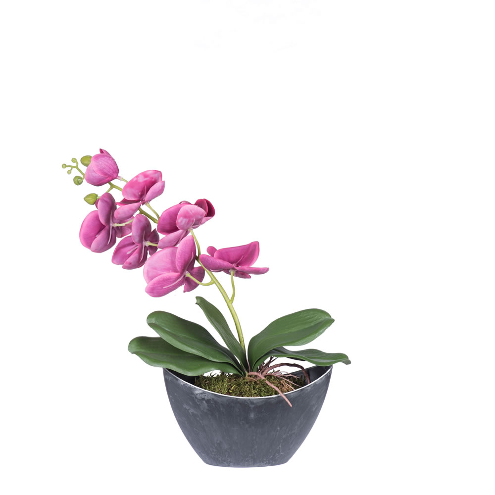20.5 In. Magenta Orchid In Container