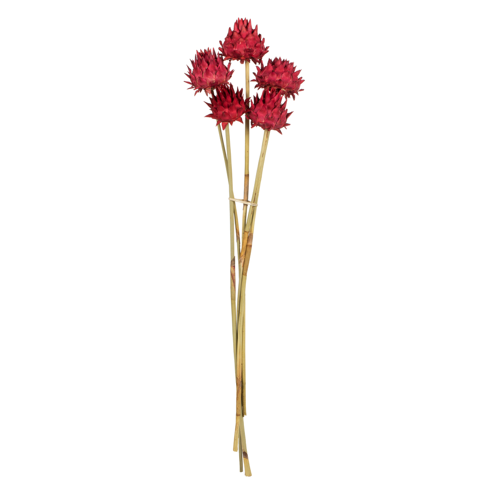 H1ars475 15-17 In. Red Artichoke On Reed Stems - 5 Per Bag
