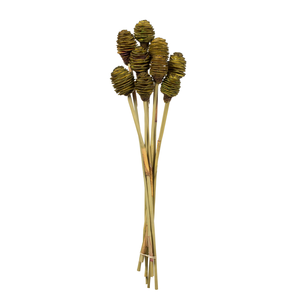 H1plc100 18-24 In. Basil Platy Cone On Reed Stems - Pack Of 10